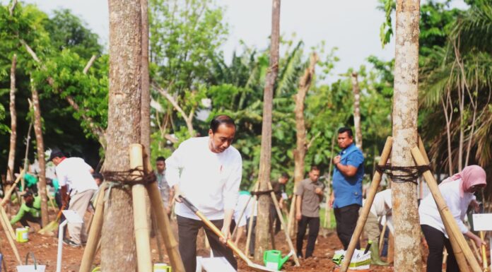 Presiden RI Joko Widodo secara simbolis menanam pohon jenis pulai dalam Gerakan Tanam Pohon Bersama yang dilaksanakan di Hutan Kota Kawasan Industri Pulo Gadung, Jakarta Timur hari ini (29/11/2023)